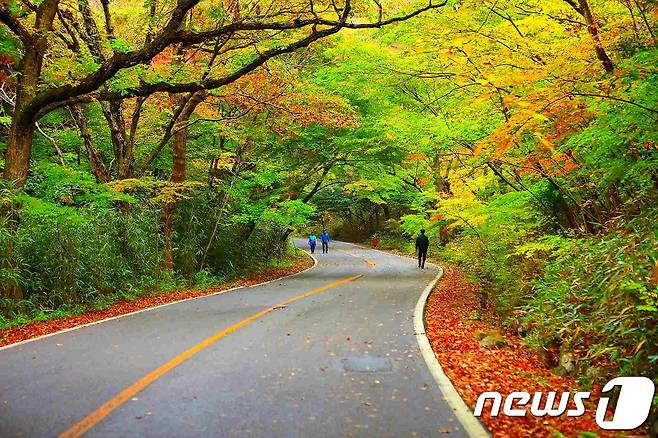 한반도의 마지막 단풍이 머무는 전남 해남군 두륜산의 대흥사 십리 숲길이 아름답게 물들어가고 있다.(해남군 제공)2018.10.28 /뉴스1 © News1