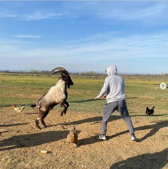 염소와 스파링하는 자빗 마고메드샤리포프 [마고메드샤리포프 인스타그램 캡처]