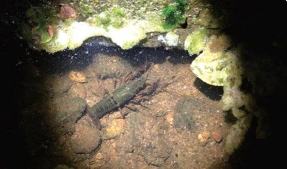 국내 생태계에 피해를 일으킬 우려가 높은 외래종 미국가재. 환경부