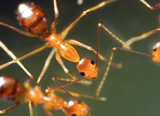 국내 생태계에 피해를 일으킬 우려가 높은 외래종 긴다리비틀개미. 환경부