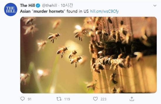 미국 워싱턴에 기반을 뉴스웹사이트 'THE HILL'이 2일(현지시간) 트위터에 장수말벌의 현지 명칭인 ‘아시아 거대 말벌(Asian giant hornets)’ 대신 ‘아시아 킬러 말벌’이라는 표현으로 관련 소식을 전하고 있다. 트위터 캡처