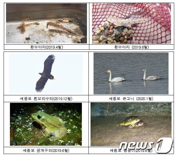 환경부는 세종보 완전 개방 후 흰수마자, 맹꽁이, 흰꼬리수리 등 멸종위기종 서식을 확인했다. (환경부 제공) © 뉴스1