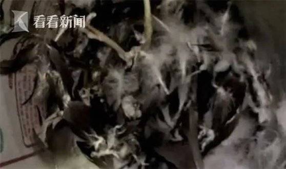 중국 저장성 진화시 경찰이 블랙 스완을 잡아간 범인 우씨의 집에 들이닥쳤을 때는 이미 블랙 스완은 사라지고 뽑힌 깃털만 한 무더기가 남았을 뿐이다. [중국 환구망 캡처]