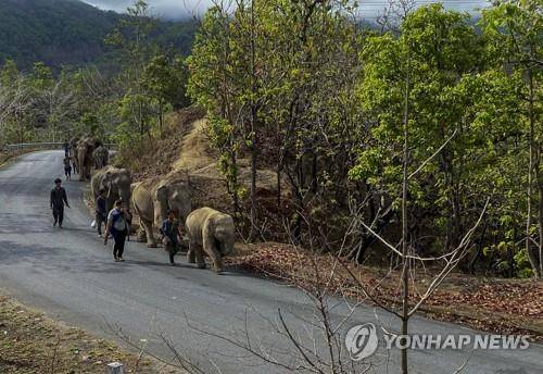 150㎞를 걸어 고향으로 돌아가는 코끼리 11마리 [코끼리 구조재단 제공/AP=연합뉴스]
