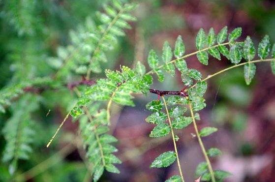 제피나무 잎. 곶자왈에 들어가면 흔히 볼 수 있다. 손민호 기자