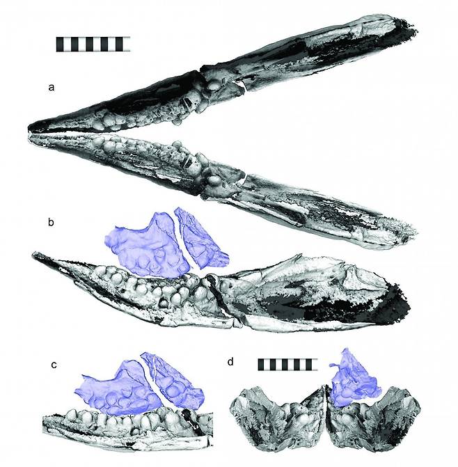 카르토린쿠스 화석 CT 이미지 턱 안쪽에 숨겨진 자갈 같은 형태의 이빨은 보라색으로 표시돼 있다. [Ryosuke Motani et al. 제공/ 재판매 및 DB 금지]