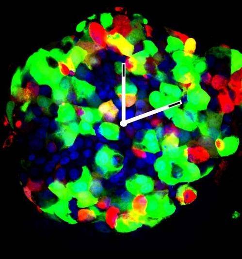 췌장 랑게르한스섬의 인슐린 분비세포(녹색)와 글루카곤 분비세포(적색). [제네바대 디프너 랩 제공 / 재판매 및 DB 금지]