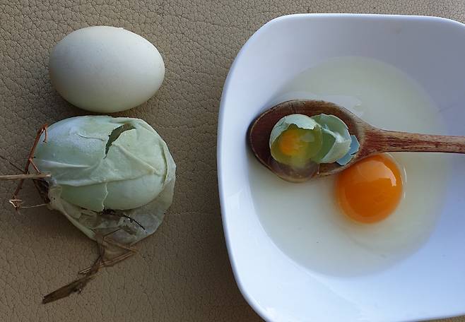 계란 속에 또 계란이 [독자 제공. 재판매 및 DB 금지]