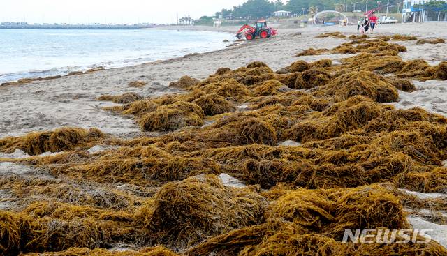 [제주=뉴시스]우장호 기자 = 흐린 날씨를 보인 18일 제주시 이호동 이호해수욕장 해변에 괭생이모자반이 떠밀려와 악취를 풍기고 있다. 동중국해에서 발생해 제주 해안으로 유입된 괭생이모자반은 연안 경관을 훼손할 뿐만 아니라 선박 스크루에 감겨 조업에 지장을 초래하는 것으로 알려졌다. 2020.05.18. woo1223@newsis.com