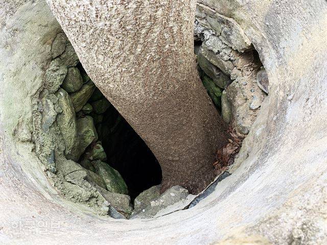 청운각 우물 안벽에 자라고 있는 나무에 ‘박근혜 오동나무’라는 이름을 붙였다. 대를 이은 ‘최고 권력’에 대한 신격화인 것 같아 다소 씁쓸하다.