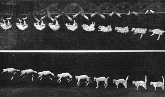 사진5. 떨어지는 고양이(folling cat). '크로노포토그래픽 건'으로 촬영한 고양이가 떨어지는 모습. [사진 wikipidia]