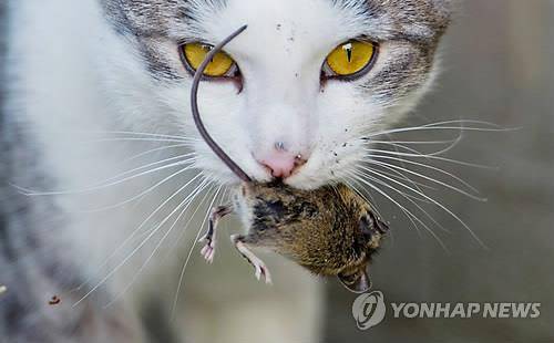[EPA=연합뉴스]