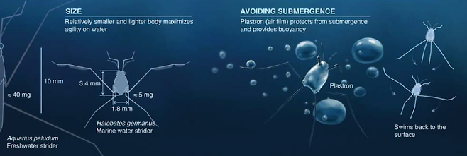 바다소금쟁이는 일반적인 소금쟁이보다 몸집이 훨씬 작다.(사진=KAUST; Xavier Pita)