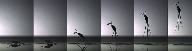 바다소금쟁이는 해수면을 트램펄린과 같은 도약대로 사용한다.(사진=사이언티픽 리포츠)