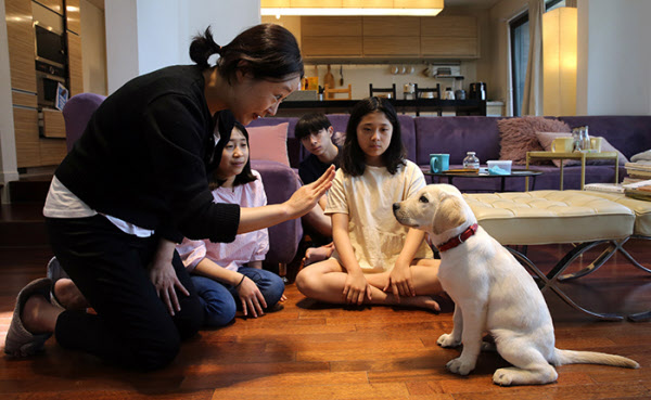 경기도 용인시 수지구 신봉동 퍼피워커(puppy walker)차전숙씨 집에서 예비안내견 '채운'이가 사회화 (Socialization)훈련을 받고 있다./주완중기자