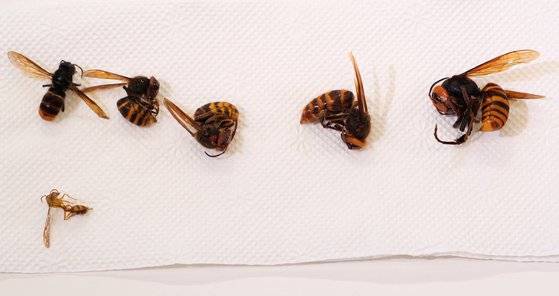 대구 팔공산에서 잡힌 다양한 종류의 말벌들. 가장 오른쪽이 장수말벌로 다른 종보다 확연히 크다. 공성룡