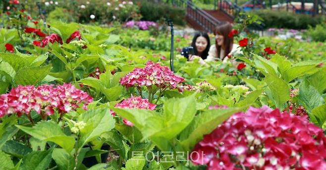 함평자연생태공원 수국/사진-함평군