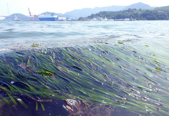 마산만에 다시 서식 확인 잘피 [마산만 특별관리해역 민관산학협의회 제공. 재판매 및 DB 금지]