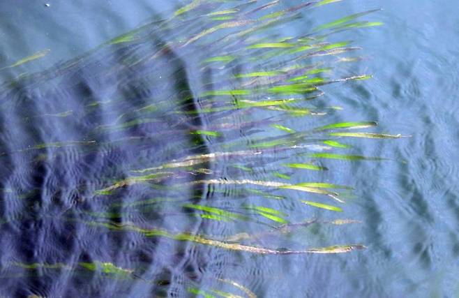 마산만 잘피 [마산만 특별관리해역 민관산학협의회 제공. 재판매 및 DB 금지]