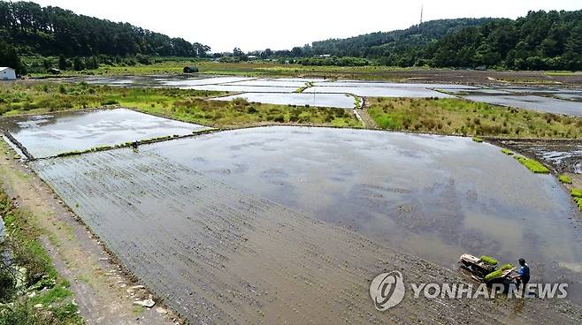 제주 하논분화구 모내기 시작 (서귀포=연합뉴스) 박지호 기자 = 8일 오전 제주 서귀포시 하논분화구 내 논에서 농민들이 모내기를 하고 있다. 2020.6.8 jihopark@yna.co.kr