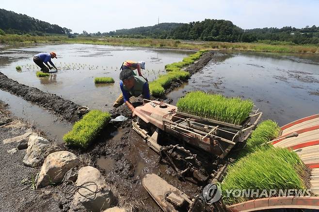 하논 분화구 모내기 (서귀포=연합뉴스) 박지호 기자 = 8일 오전 제주 서귀포시 하논분화구 내 논에서 농민들이 모내기를 하고 있다. 2020.6.8 jihopark@yna.co.kr