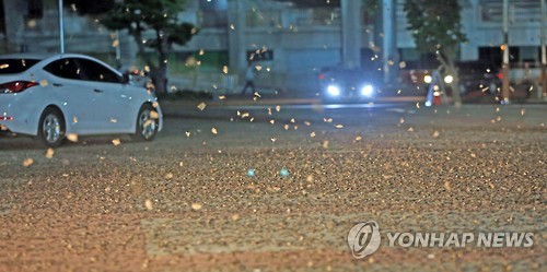 지난 2016년 송암동 야구장 일대에 대발생한 연노랑뒷날개나방 [연합뉴스 자료사진]