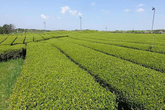 오설록 티하우스의 녹차밭. 송호균 객원기자