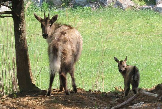 지난달 21일 국립생태원 사슴생태원에서 나란히 서 있는 어미 산양과 새끼산양. 사진 국립생태원