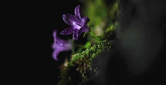 '킹덤' 속 죽은 이를 살리는 풀 생사초. [사진 넷플릭스]