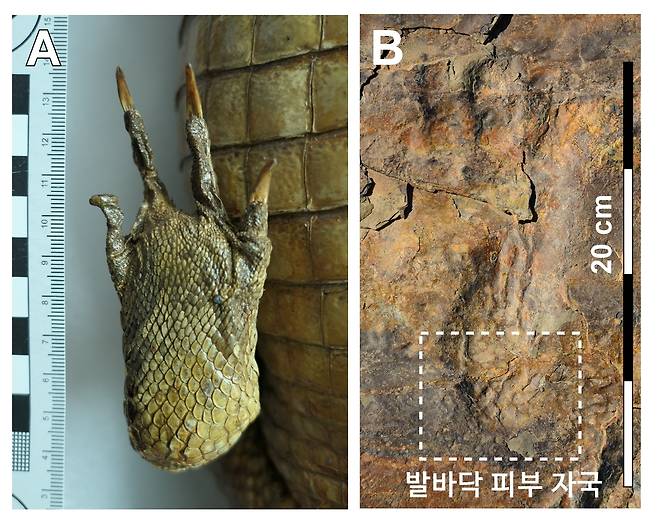 현생악어(왼쪽), 발견된 화석(오른쪽) 발바닥 피부 자국 비교 (김경수 진주교대 교수 제공) 2020.06.12 / 뉴스1