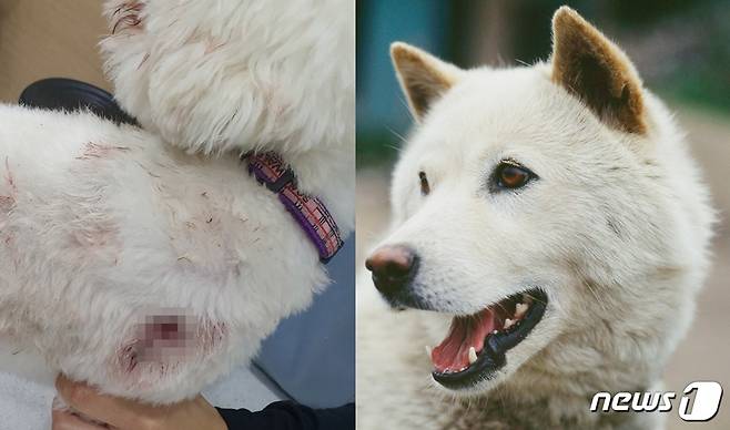 진돗개에게 물린 몰티푸(왼쪽. 독자 제공)와 기사와 상관 없는 진돗개(이미지투데이) © 뉴스1