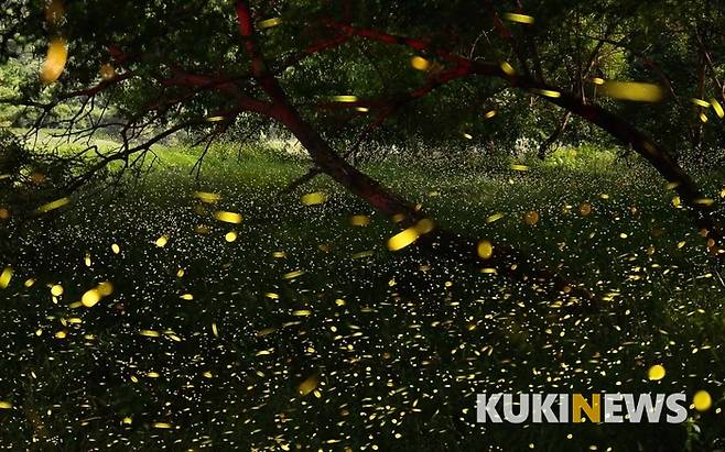 반딧불은 반딧불과에 속하는 곤충으로 '개똥벌레' 혹은 '반딧불이'라고 부른다. 반딧불은 배의 끝마디에서 빛을 내는데 이는 교미를 하기 위한 신호이다. 빛을 낼 때까지의 시간이 종(種)마다 다르므로 종을 구분하는 중요한 특징이 된다.
