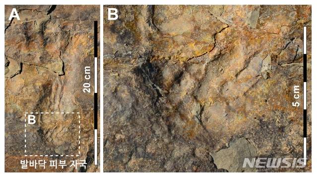 [진주=뉴시스] 사천 자혜리의 원시악어의 발자국(A)과 발바닥 피부 자국(B).