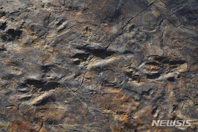 [진주=뉴시스] 사천 자혜리 두 발로 걷는 원시악어 보행렬.