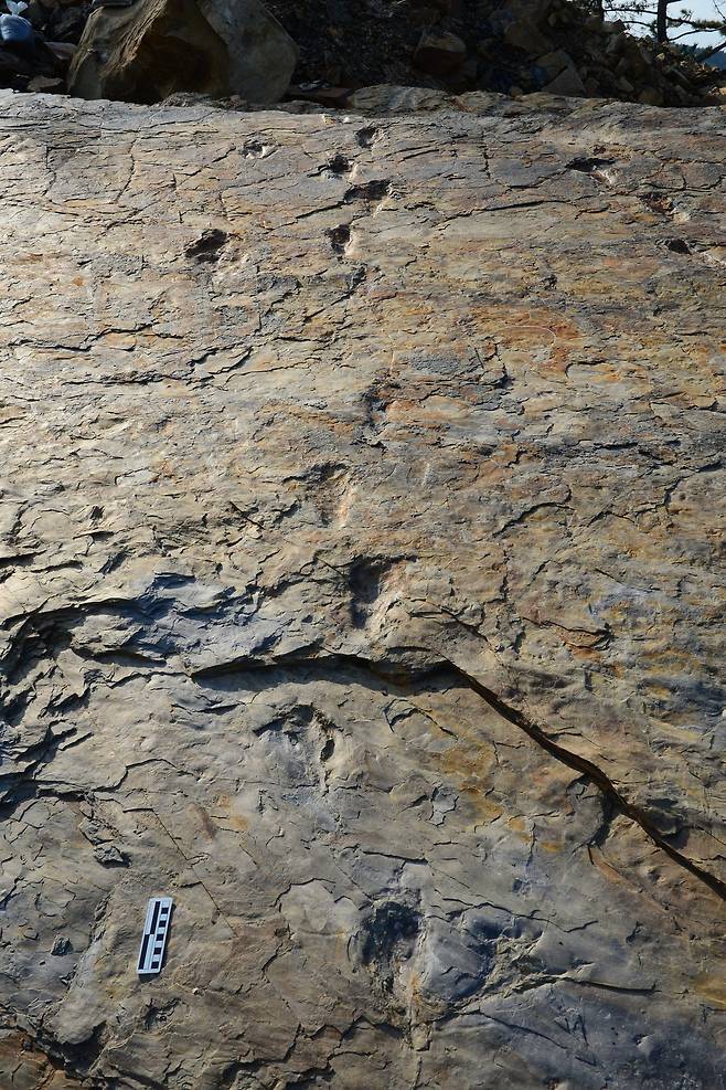 사천 자혜리 두 발로 걷는 원시악어 보행렬 (김경수 진주교대 교수 제공) 2020.06.12 / 뉴스1