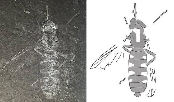 부시내토미야 강나미(Buccinatormyia gangnami) 화석 (Alexander Khramov 연구원, 남기수 공주교대 교수 연구결과 공개 이미지) 2020.06.12 / 뉴스1