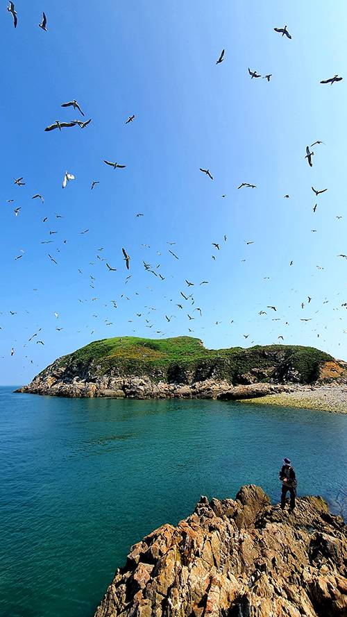 충남 태안 안흥항에서 뱃길로 1시간 30분을 달리면 서해의 외딴섬 궁시도에 닿는다. ‘조나단’ 처럼 새로운 둥지를 찾아 정착한 수많은 괭이갈매기들이 푸른하늘과 바다를 무대로 자유롭게 날고 있다.