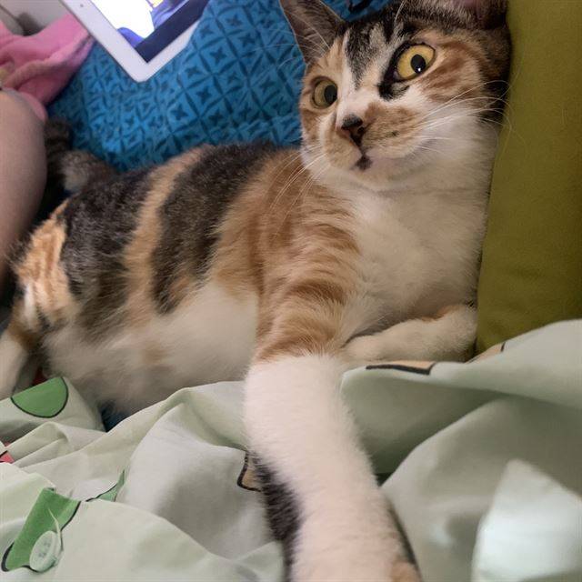 임시보호가정에서 지내고 있는 젬마. 유행사 제공