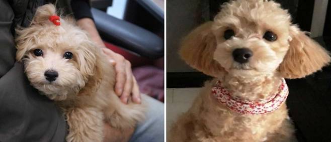 보담이 치료 후 센터 입소(왼쪽)와 입양 후(오른쪽) 모습./사진=동물자유연대