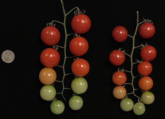 유전자 숫자에 따라 달라지는 토마토의 크기 - 과학자들은 유전자 사본의 숫자에 따라 토마토의 크기 같은 구조적 변이가 나타난다는 것을 확인했다. 유전자 사본을 3개 가진 토마토(왼쪽)는 1개의 사본을 가진 토마토(오른쪽)보다 크기가 약 30% 정도 크다는 것을 알 수 있다.셀 제공