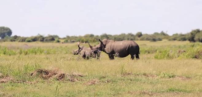 보츠와나 코뿔소 [보츠와나 환경·천연자원·보전·관광부 페이스북 캡처, 재판매 및 DB 금지]