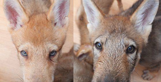 새끼늑대 6마리는 몸집, 털 색, 눈 색이 각각 달라 구별할 수 있다. 왕준열 기자
