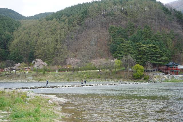 정선 아우라지는 강원 무형문화재 제1호인 정선아리랑 애정편 가사의 주요 무대이다.