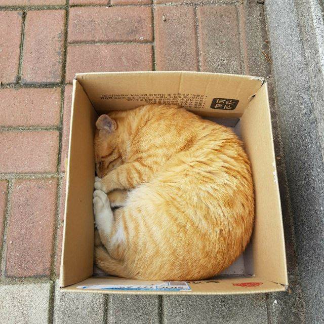 고양이 + 상자 조합은 사랑이다. 학생 제공