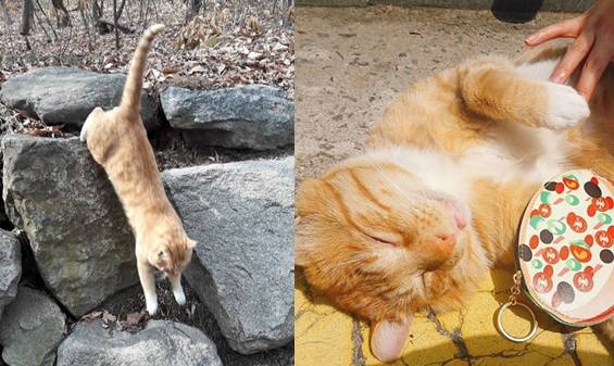 (좌) 빛보다 빠른 속도로 움직이는 우치, (우) 한껏 애교를 부리고 있는 우치.