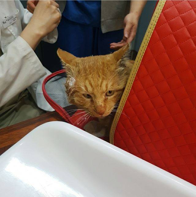 빨간 이동장에 포획된 우치.