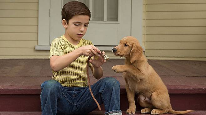사진은 영화 <베일리 어게인> 스틸컷
