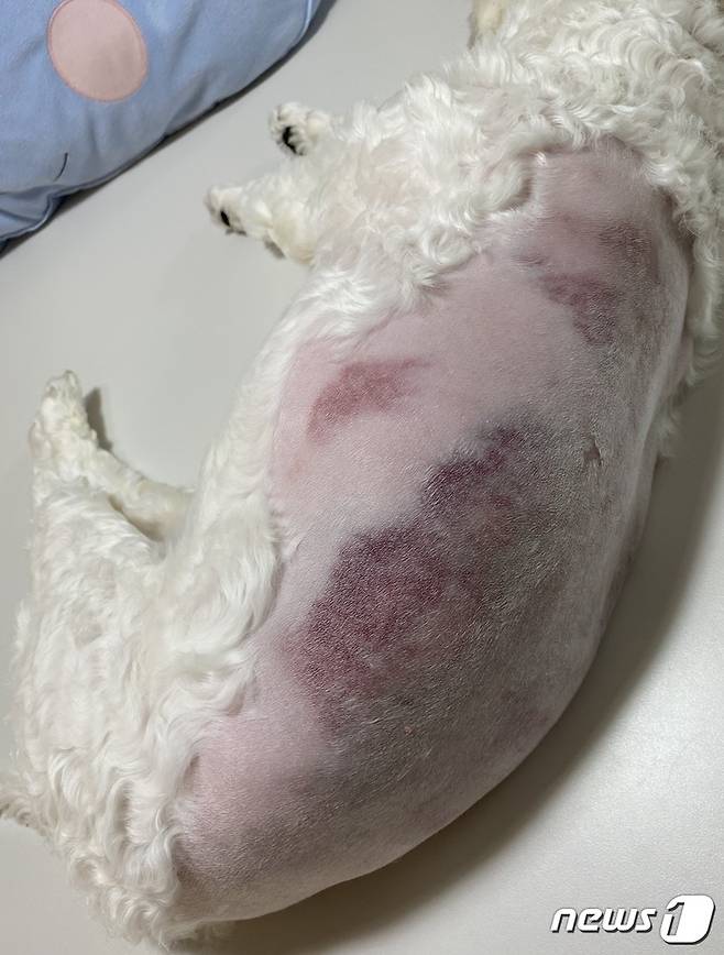 구리시의 한 애견호텔에 맡긴 강아지가 피멍투성이가 돼 돌아왔다. 사진 견주 제공 © 뉴스1
