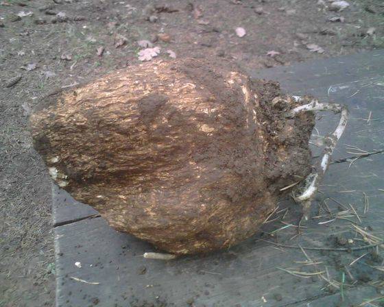 소나무가 죽고 나면 뿌리에 균사체가 기생해서 사는데 이것이 커지면서 복령이라는 약재를 만든다. 일종의 버섯인 셈이다. [사진 위키백과]