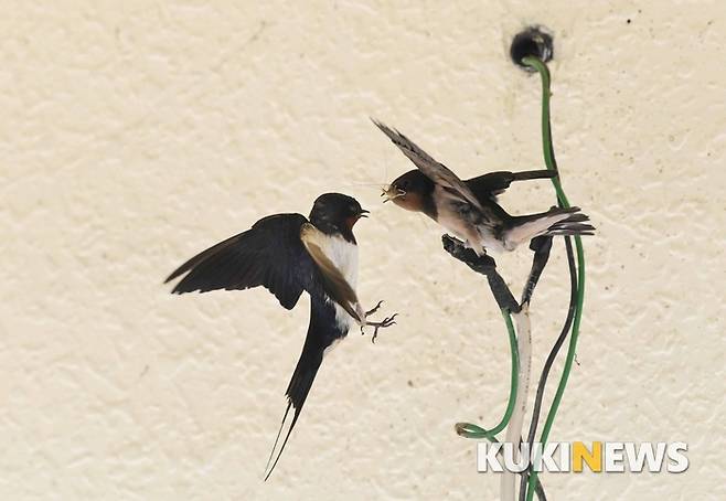 제비(Hirundo rustica)는 참새목 제비과의 철새로 벼랑이나 처마 밑에 진흙으로 만든 둥지를 만들어서 번식한다. 집을 지을 때는 지푸라기나 진흙에다 자신의 침을 섞어 수직 벽에 잘 붙도록 짓는다.